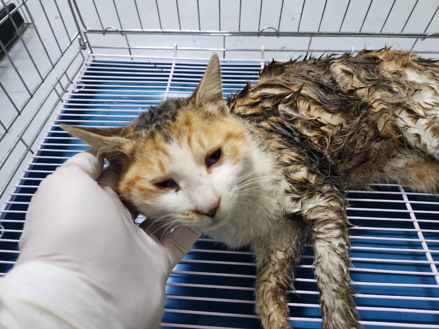 아산동물복지지원센터_444452202400817